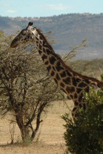 Girafe