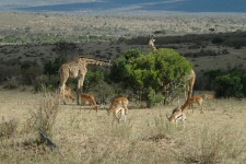 Girafes et gazelles de Thomson