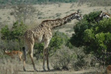 Girafes et gazelles de Thomson