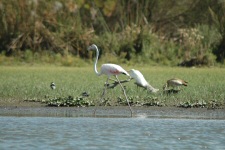 Flamant rose