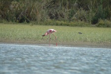 Flamant rose