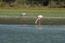Flamants roses