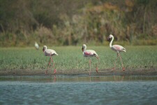 Flamants roses
