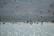 Flamants roses