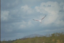 Flamant rose
