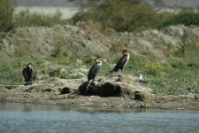 Cormorans