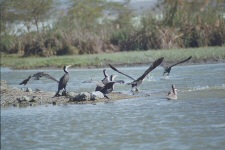 Cormorans