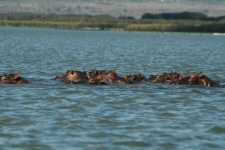 Hippopotames