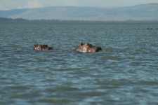 Hippopotames