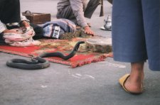Charmeurs de serpents sur la place Jemaa-el-Fna