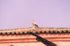 Cigogne
