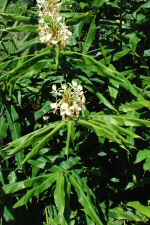 Flore
