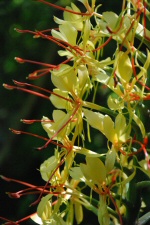 Flore