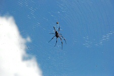Araignée