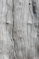 Sommet du Maïdo - Détail