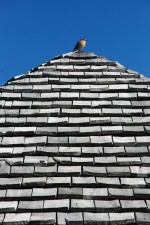 Aire de pique-nique - petit oiseau...