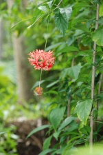 Fleur