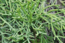 Collection de succulentes