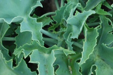 Collection de succulentes