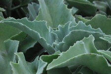 Collection de succulentes