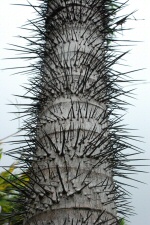 Collection de palmiers