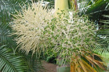 Collection de palmiers