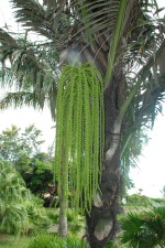 Collection de palmiers