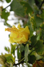 Fleur