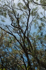 Arbres