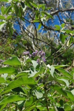 Arbre en fleur