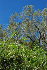 Arbres