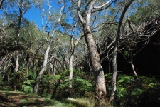 Arbres