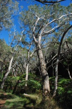 Arbres