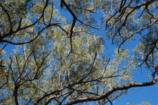 Arbres