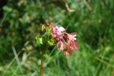 Bégonia
