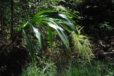 Plante - Détails