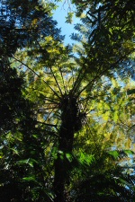 Fougère arborescente