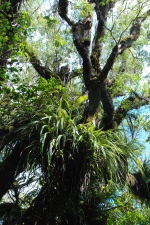 Arbres