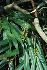 Plante