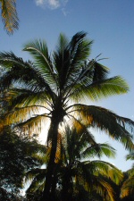 Cocotier