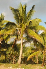 Cocotier