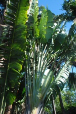 Arbre du Voyageur