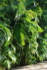 Allée de palmiers