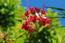 Flamboyant