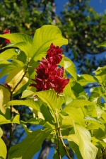 Alpinia