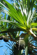 Plante