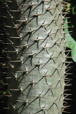 Palmier de Madagascar