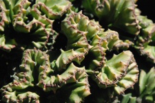 Euphorbia trigona