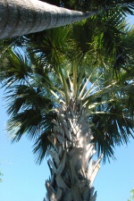 Palmier