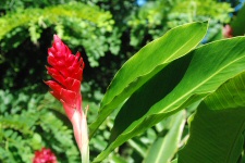 Alpinia